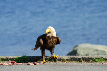 North American bald eagles hunting and scavaging on the pacific northwest island of Alert Bay, BC