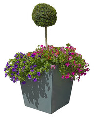 Buxus sur tiges dans un bac avec des surfinia