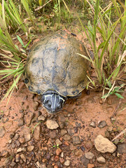 Northern Map Turtle on the shore with mud and rocks