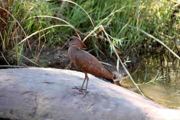 Hamerkop chilling at the river