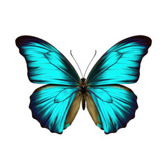 Multicolored butterfly for design. isolated on transparent background. Cyan butterfly