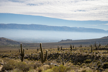 Fototapeta na wymiar Arid landscape of cactus between mountains