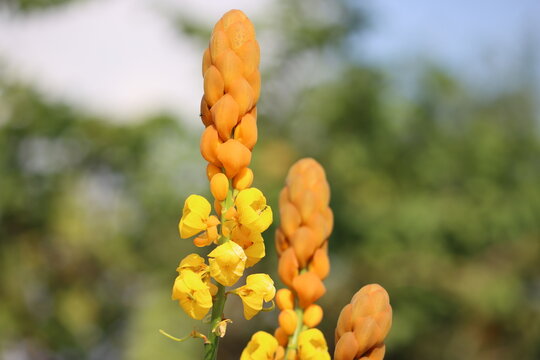 Cambodia. Senna Alata Is An Important Medicinal Tree. It Also Known As Emperor's Candlesticks, Candle Bush, Candelabra Bush, Christmas Candles, Empress Candle Plant, Ringworm Shrub. 