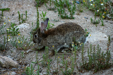 Wild rabbit in fields of Spain