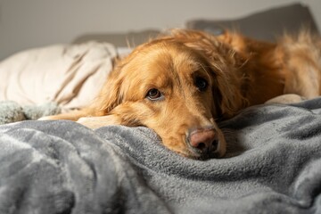 Large brown dog relaxes peacefully on a bed, its head resting comfortably on a blanket