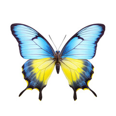 Fototapeta premium Multicolored butterfly for design. isolated on transparent background. Yellow blue butterfly