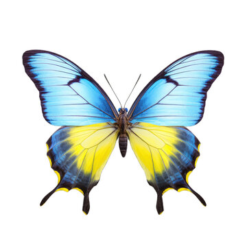 Multicolored butterfly for design. isolated on transparent background. Yellow blue butterfly