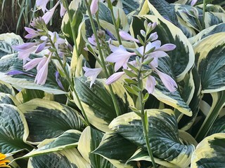 purple and yellow flowers