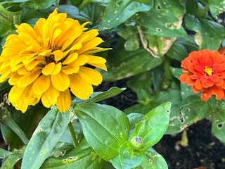 yellow flowers in the garden