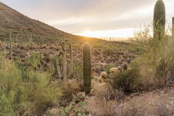 the sun is setting behind a desert area with cactus trees