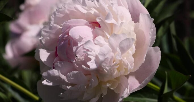 beautiful white peonies in summer, large white peonies covered with water drops during flowering