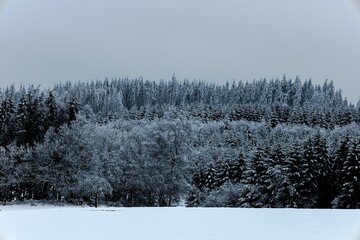 Field blanketed in snow, with tall trees in the background.