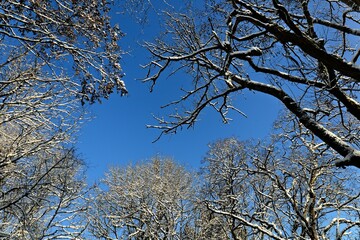 Scenic winter landscape featuring tree branches against the backdrop of a blue sky.