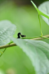 closeup the black small caterpillar insect hold and sitting on the wild tree plant in the forest soft focus natural green background.