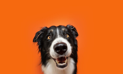 Portrait happy smiling border collie dog on summer or halloween. Isolated on orange background