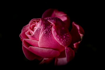 Vibrant pink rose with glistening water droplets on its petals, illuminated in the warm light