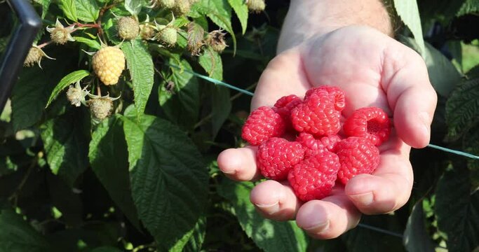 Freshly picked raspberries in the hand of a farmer, green leaf in background
