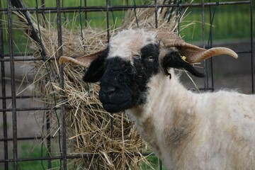 Sheep grazing in a farm nibbling hay from an elevated feeder © Michaela Baumann/Wirestock Creators