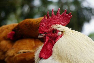 Rooster and chicken on a farm with green trees in the background
