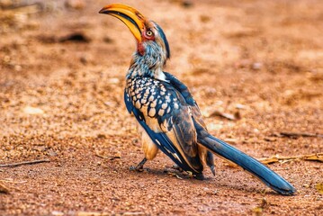 Bright-colored Southern yellow-billed hornbill bird perched atop a patch of earth