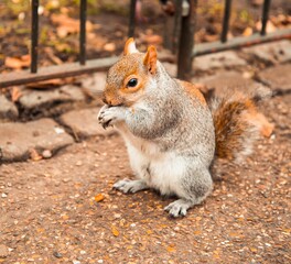 Obraz premium Adorable squirrel nibbling away at a delicious nut in its paws