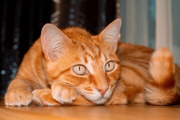 Adorable orange tabby cat reclines on a wooden floor