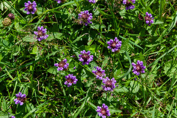 Selfheal -prunella vulgaris
