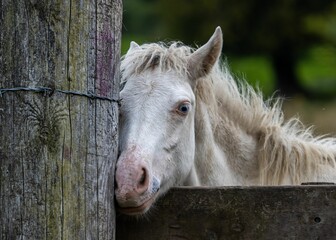 White horse looking out of a wooden fence, its head and neck slightly protruding over the posts.