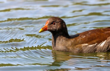 Closeup shot of a moorhen on a pond