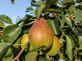Ripe pears in the tree in summer. In Maramures, Romania