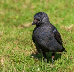 Closeup of a black crow perched on a green lawn