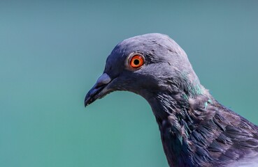 Shallow focus shot of a cute pigeon