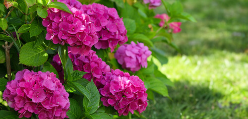 Pink hydrangea flowers, Hydrangea macrophylla in the garden. Blurred background.