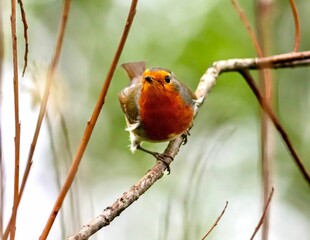 Selective focus shot of a European robin (Erithacus rubecula) perched on a branch