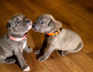 Obraz premium Closeup shot of American bully puppies playing with each other in a room