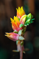 Obraz premium Close-up of a beautiful bouquet of echeveria flowers with a defocused background.