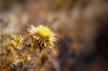 Close-up of a dried milk thistle head with defocused background.
