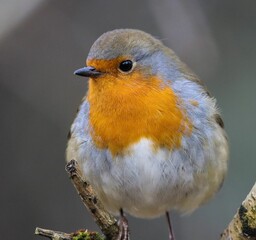 Closeup of a robin perched on a tree branch