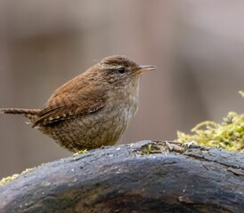 Small Wren (Troglodytes troglodytes) perched on a tree