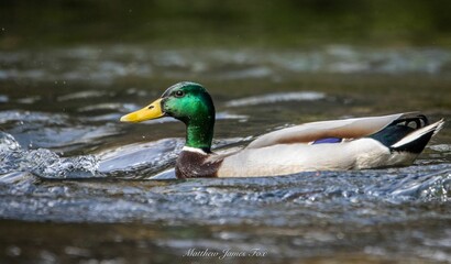 Male mallard duck swimming effortlessly along a tranquil river