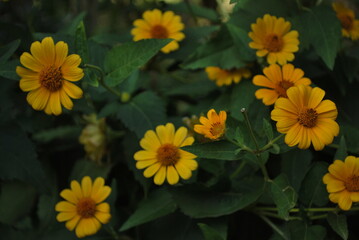 Fototapeta premium yellow flowers bush
