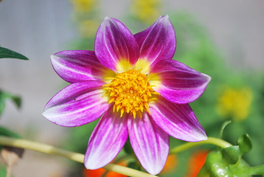 purple and yellow flower closeup