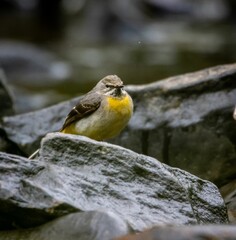 Yellow Mountain Wagtail (Motacilla cinerea)  bird perched on a rock near a tranquil lake
