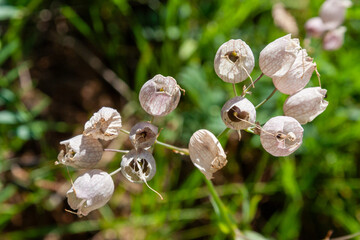 Bladder Campion (Silene vulgaris) - Geo Weg - Ziegelbrücke und Amden