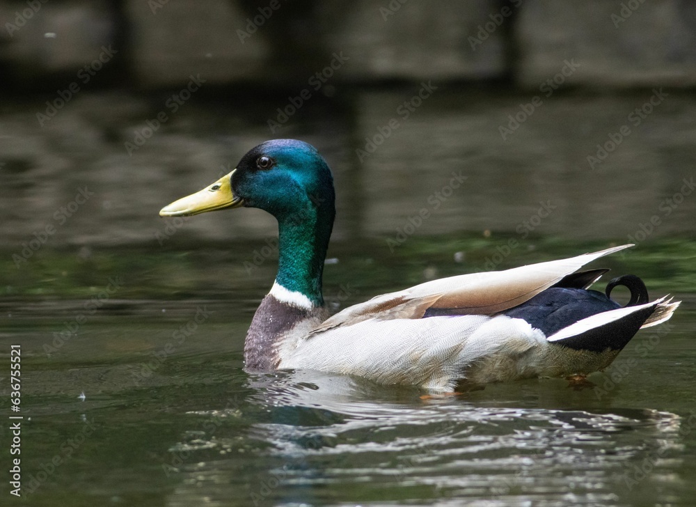 Sticker mallard duck swimming in a tranquil body of water