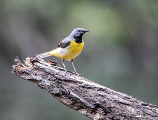 Small Grey wagtail bird perched atop a tree branch