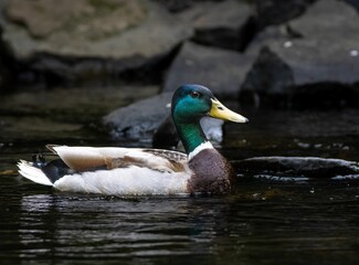 Male mallard duck swimming in a river, surrounded by large rocks and lush green foliage