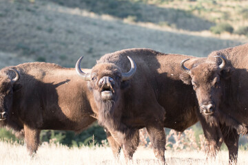 European bison or wisent in its natural habitat