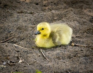 Adorable yellow Canadian goose gosling perched on a sandy beach