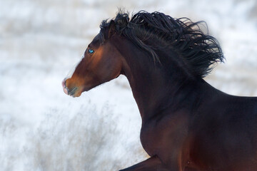 Horse free run in snow